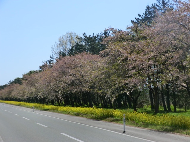 2017年5月4日 桜 八郎潟線