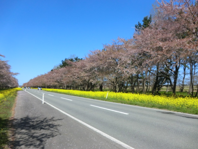 2017年5月3日 桜 八郎潟線