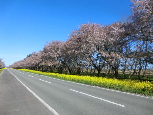 2017年5月2日 桜 八郎潟線