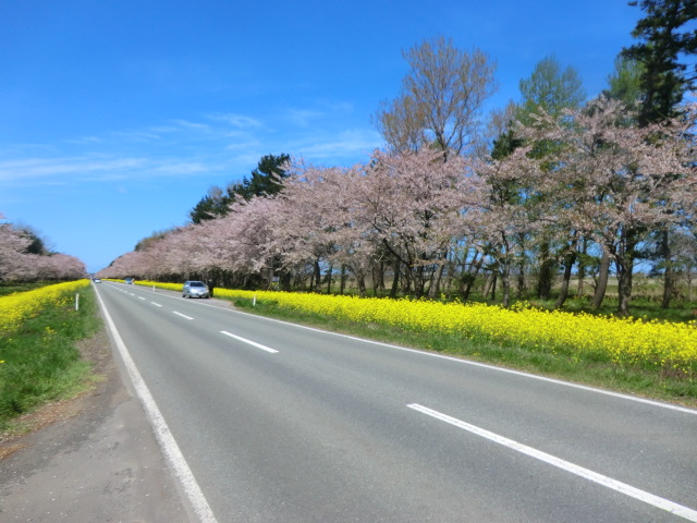 2017年5月1日 桜 八郎潟線