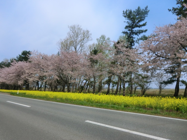2017年4月30日 桜 八郎潟線