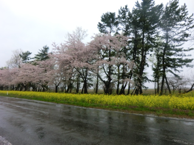 2017年4月29日 桜 八郎潟線
