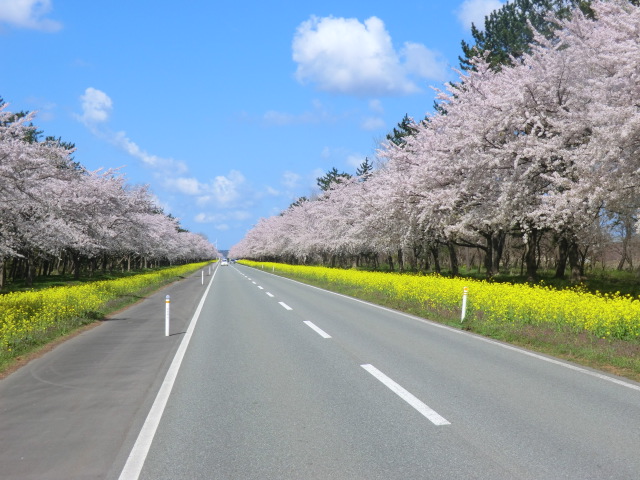 2017年4月28日 桜 八郎潟線