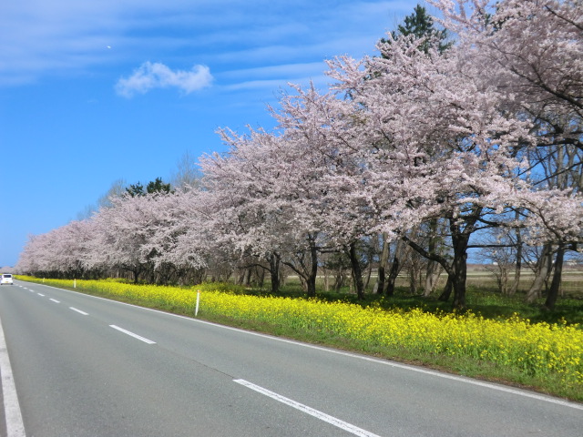 2017年4月27日 桜 八郎潟線