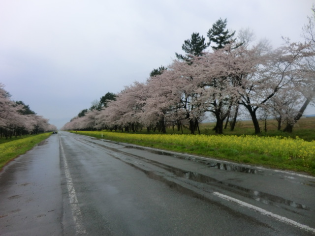 2017年4月26日 桜 八郎潟線