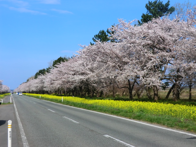 2017年4月25日 桜 八郎潟線