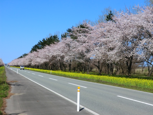 2017年4月24日 桜 八郎潟線