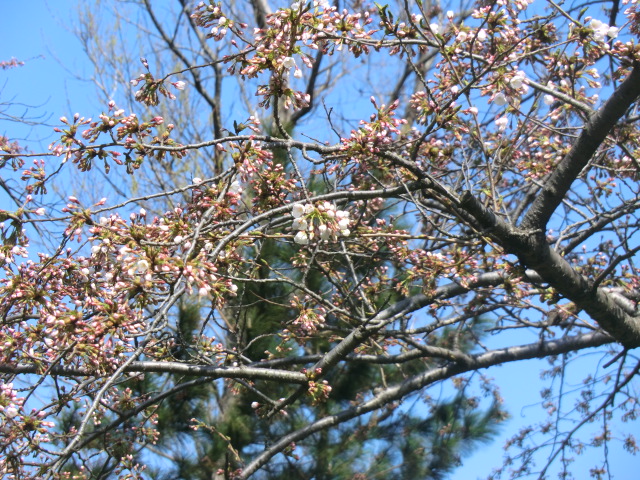 2017年4月21日 桜 八郎潟線