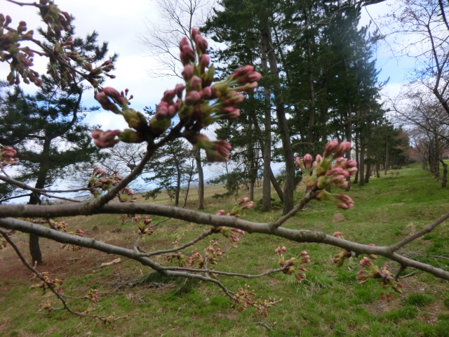 2017年4月20日 桜 八郎潟線