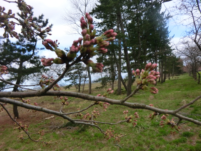 2017年4月20日 桜 八郎潟線