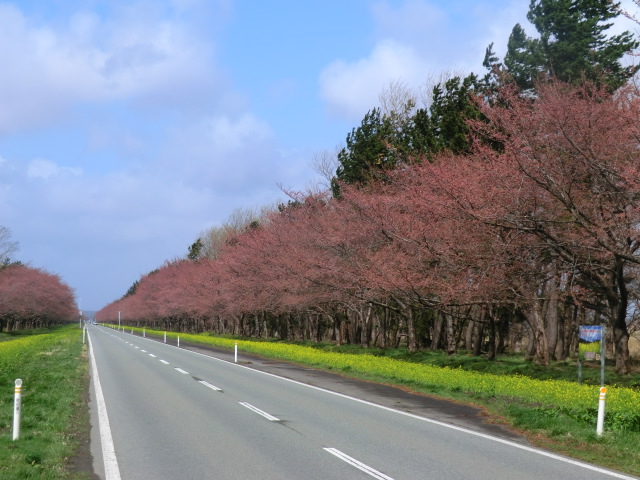 2017年4月19日 桜 八郎潟線