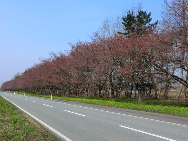 2017年4月17日 桜 八郎潟線