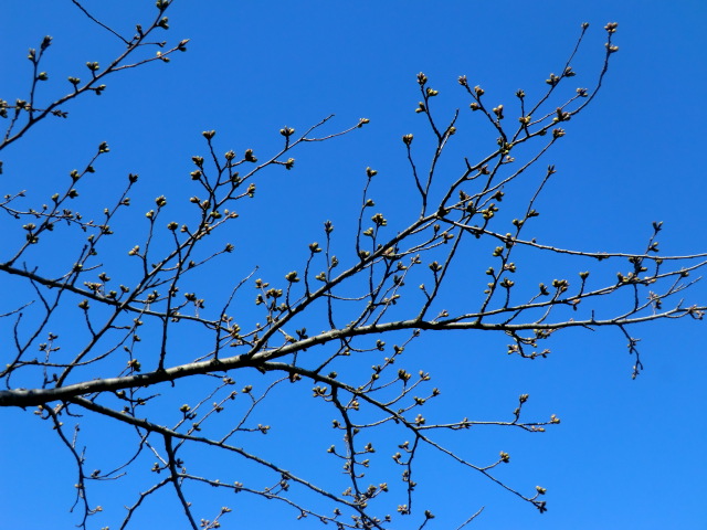 2017年4月14日 桜 八郎潟線