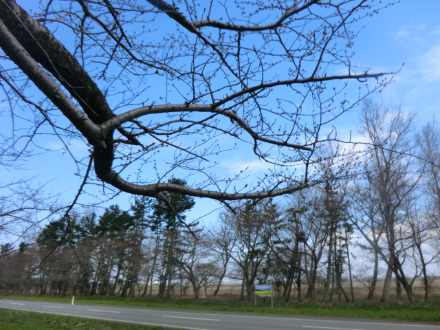 2017年4月13日 桜 八郎潟線