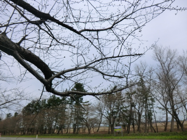 2017年4月11日 桜 八郎潟線