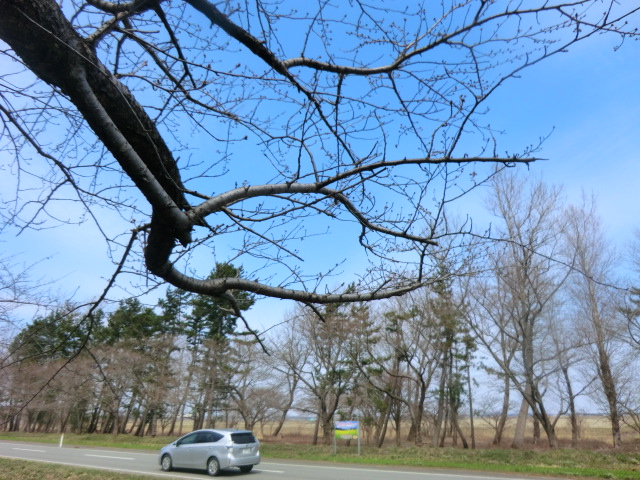 2017年4月6日 桜 八郎潟線