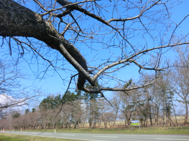 2017年4月5日 桜 八郎潟線