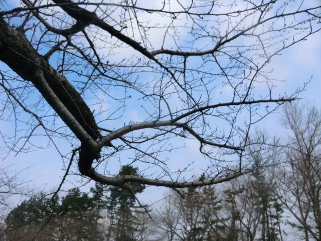 2017年3月31日 桜 八郎潟線