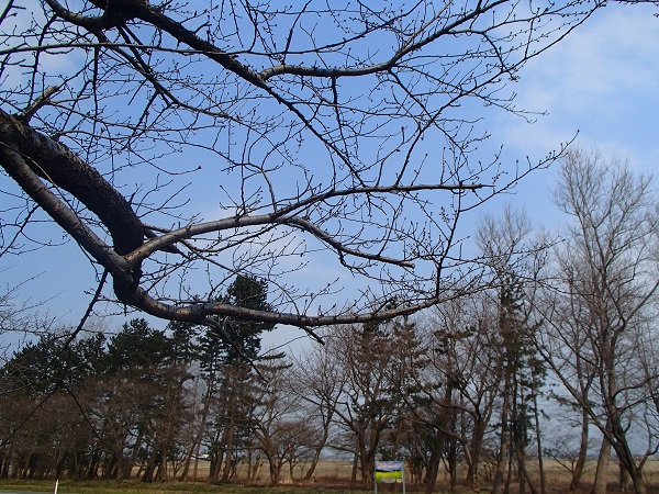 2017年3月29日 桜 八郎潟線