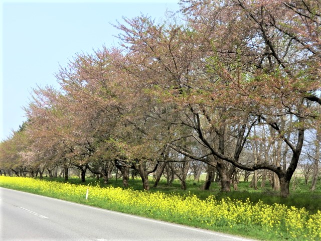 2018年5月2日 桜 八郎潟線