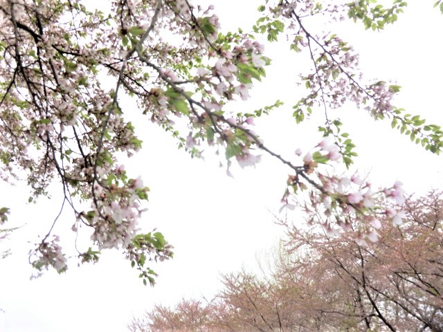 2018年5月1日 桜 八郎潟線