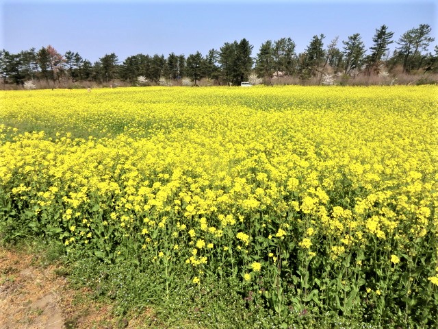 2018年4月28日 ミニSL会場