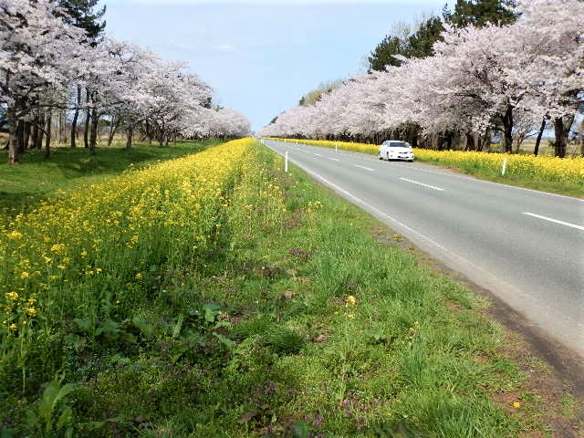 2018年4月27日 桜 八郎潟線