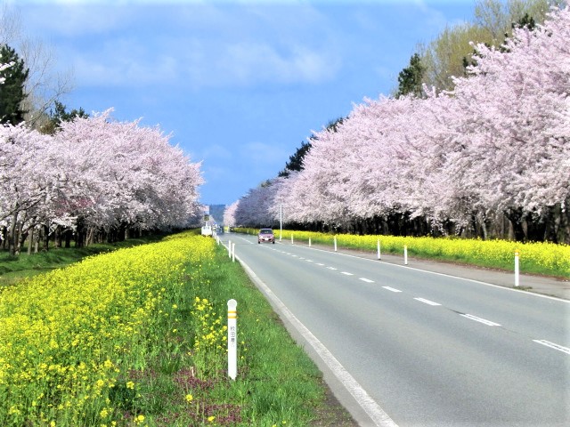 2018年4月26日 桜 八郎潟線