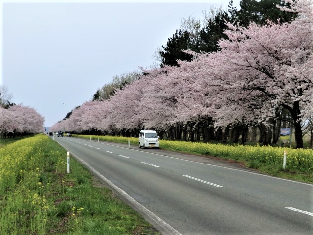 2018年4月24日 桜 八郎潟線