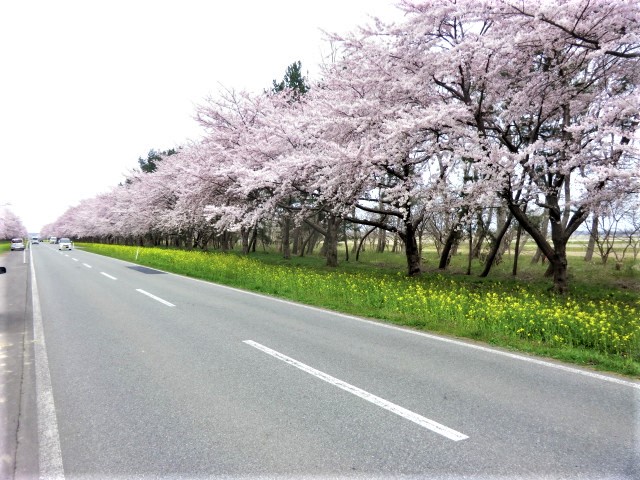 2018年4月23日 桜 八郎潟線