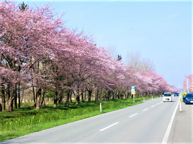 2018年4月22日 桜 八郎潟線