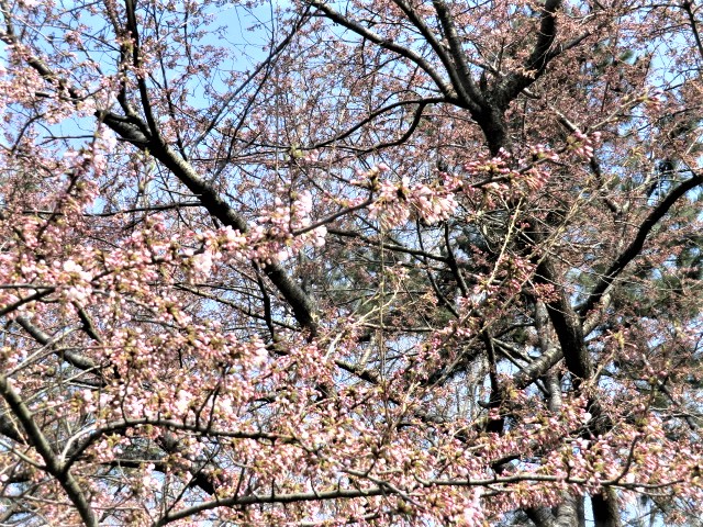 2018年4月21日 桜 八郎潟線