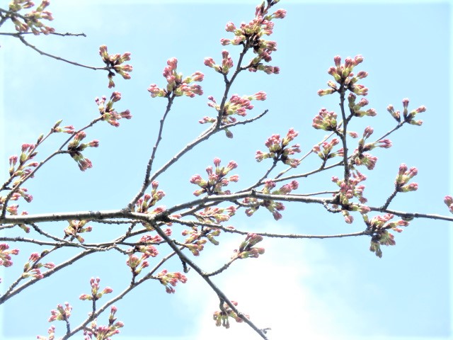 2018年4月19日 桜 八郎潟線