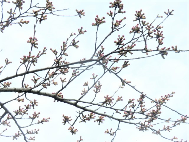 2018年4月18日 桜 八郎潟線