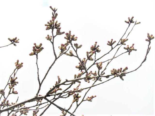 2018年4月16日 桜 八郎潟線