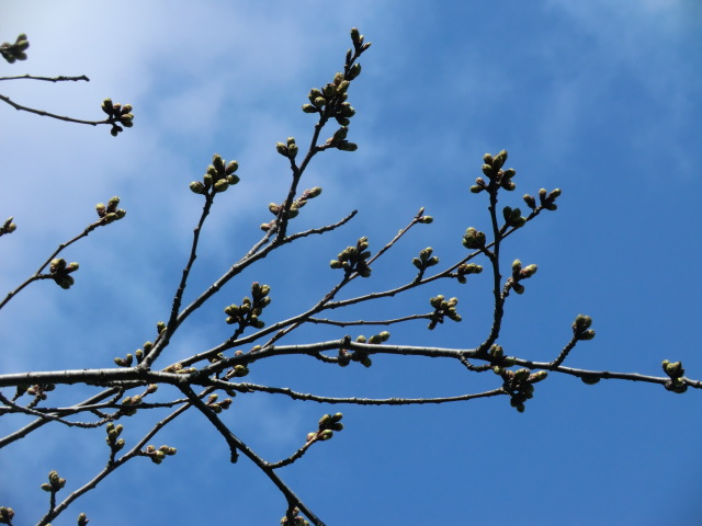 2018年4月12日 桜 八郎潟線