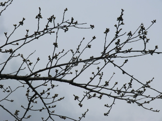 2018年4月11日 桜 八郎潟線