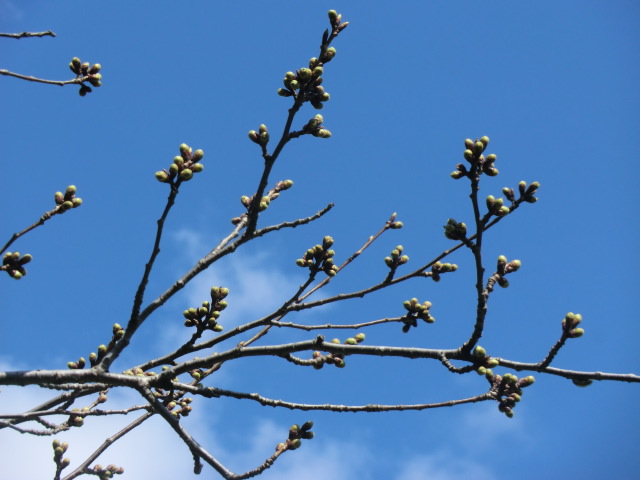 2018年4月10日 桜 八郎潟線