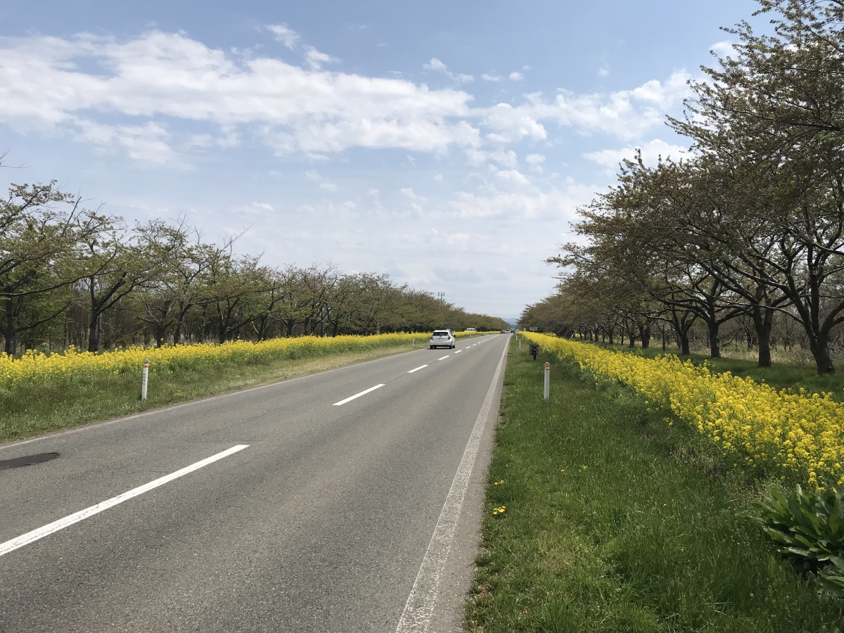 2019年5月6日 桜 八郎潟線