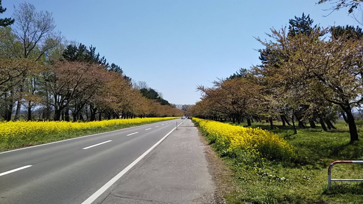 2019年5月4日 桜 八郎潟線