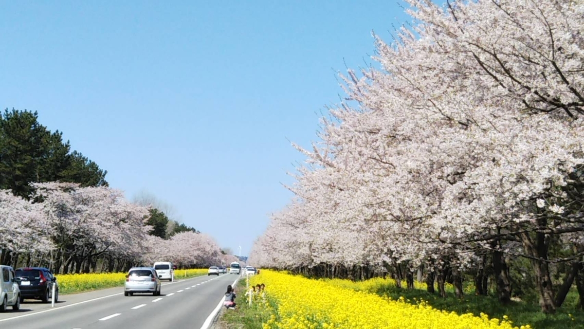 2019年4月29日 桜 八郎潟線