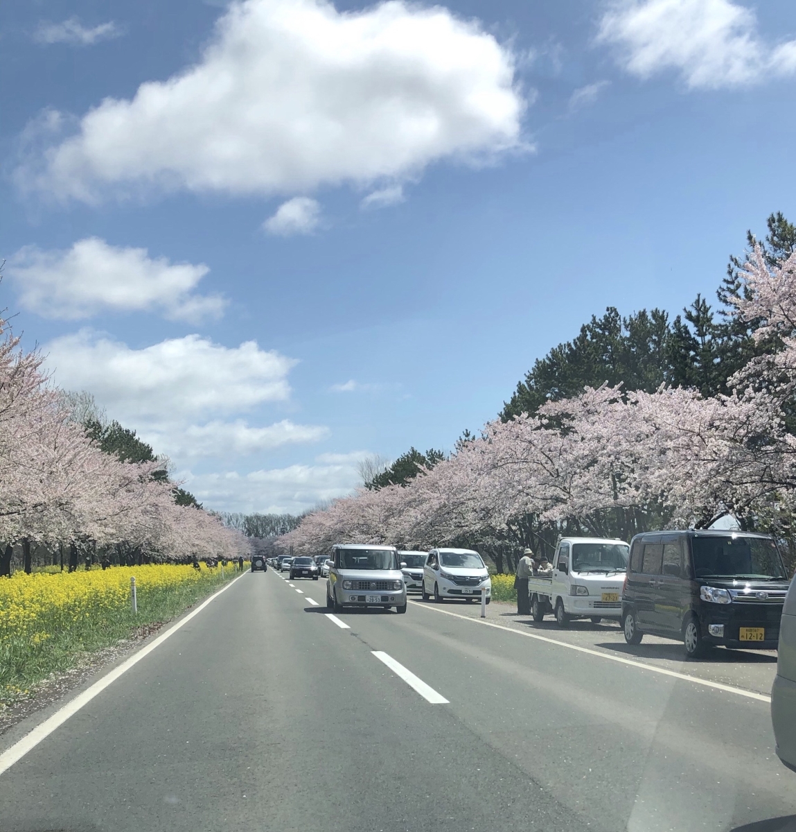 2019年4月28日 桜 八郎潟線
