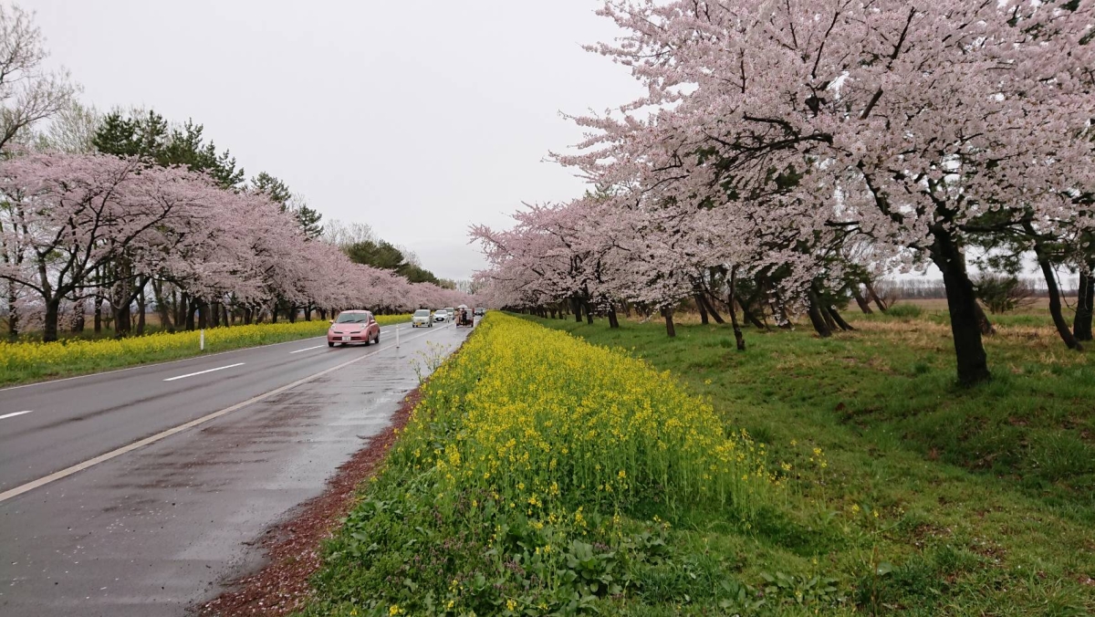 2019年4月27日 桜 八郎潟線