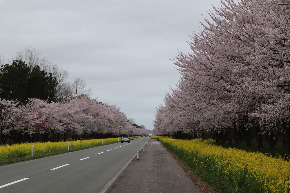 2019年4月26日 桜 八郎潟線