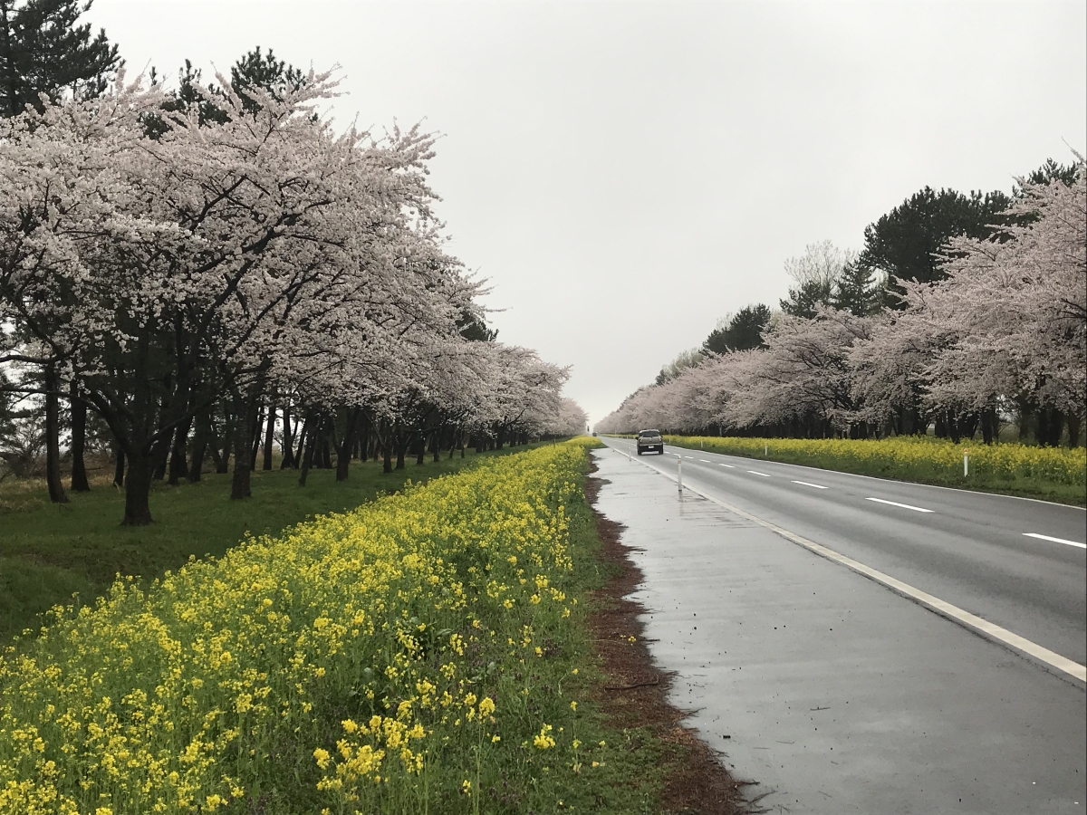 2019年4月25日 桜 八郎潟線