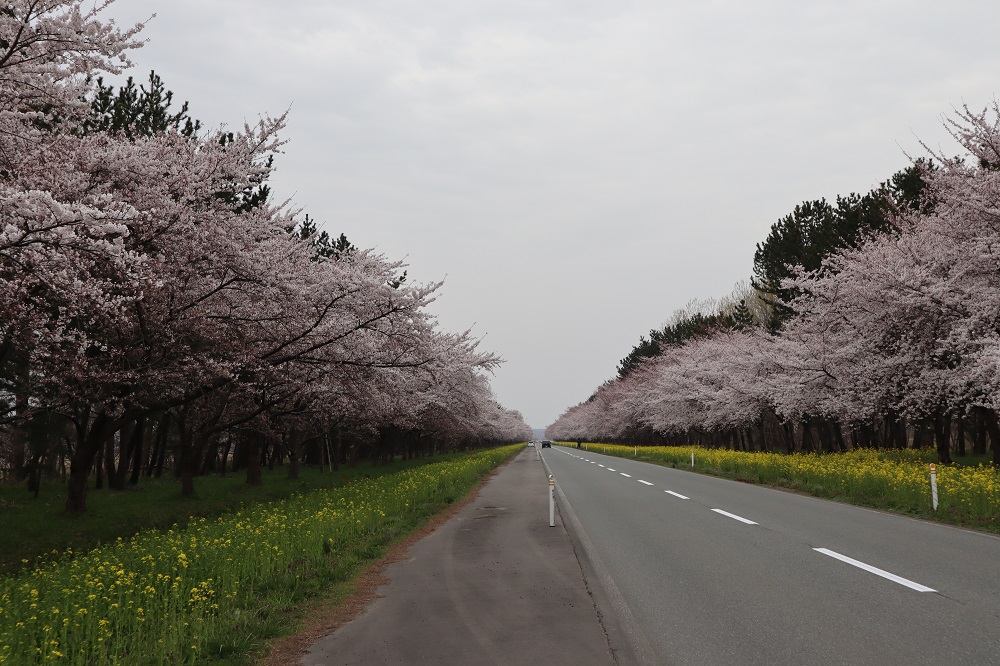 2019年4月23日 桜 八郎潟線