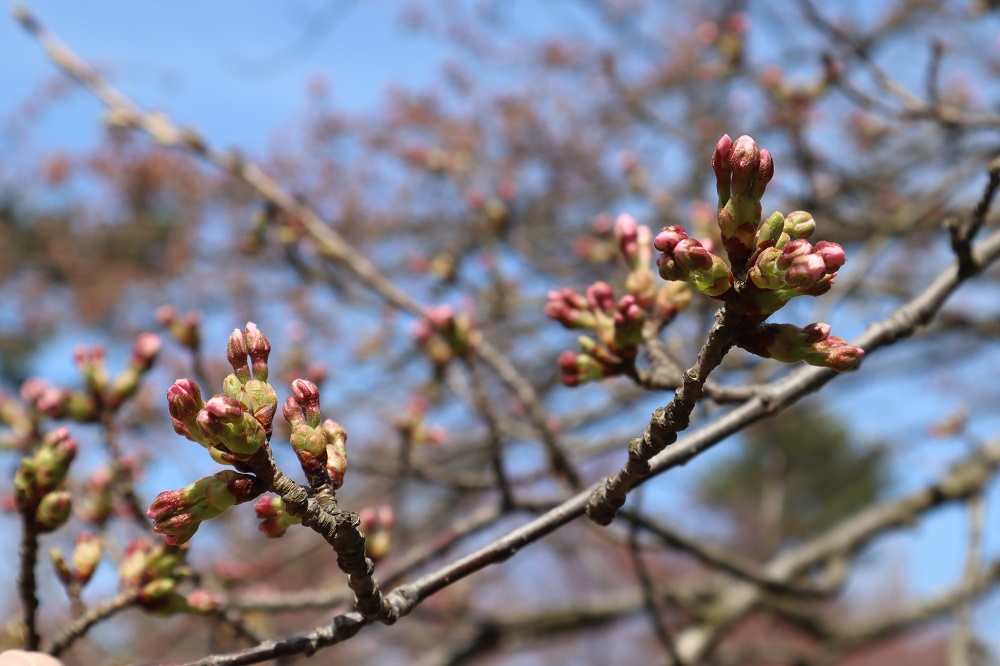 2019年4月19日 桜 八郎潟線