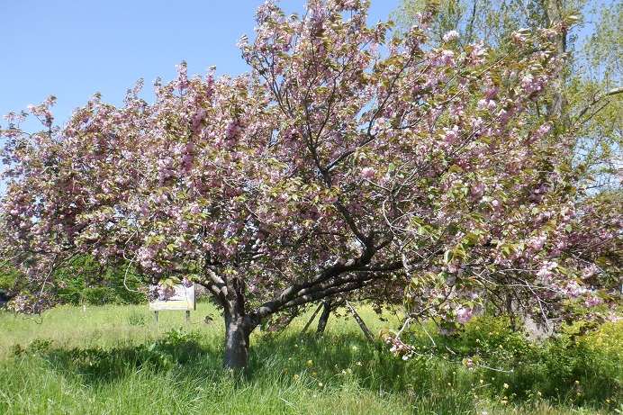 2021年5月12日 桜 八郎潟線