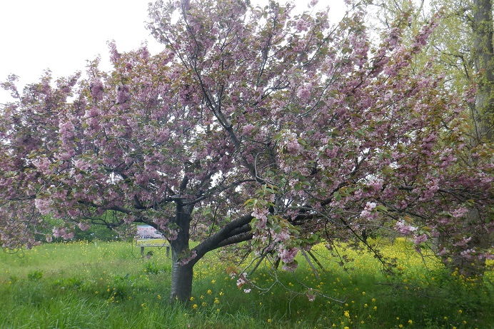 2021年5月11日 桜 八郎潟線