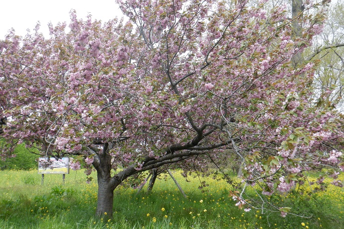 2021年5月10日 桜 八郎潟線